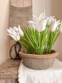 Image 3 of Tulips on moss balls ( Set of 2 or 4 )