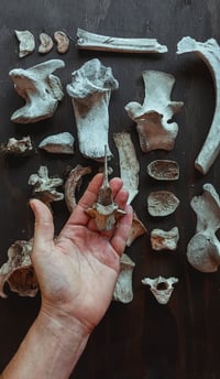Image 1 of bone box 1
