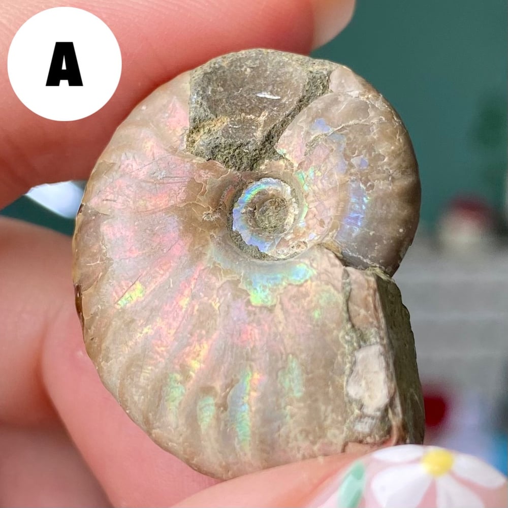 Image of Ammonite Shell