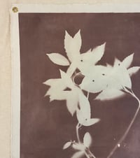 Image 3 of Japanese Laurel in Plum