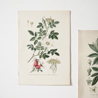 Image 2 of Planches De Botanique Couleurs -