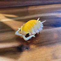 Image 2 of Bolivary Ghost isopod desk buddy