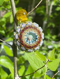 Image 1 of Sunburst Dahlia