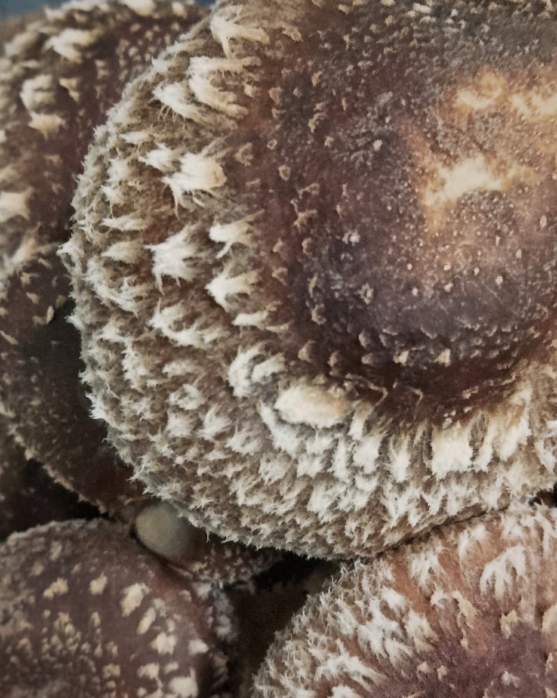 Image of Shiitake - Fresh 500g