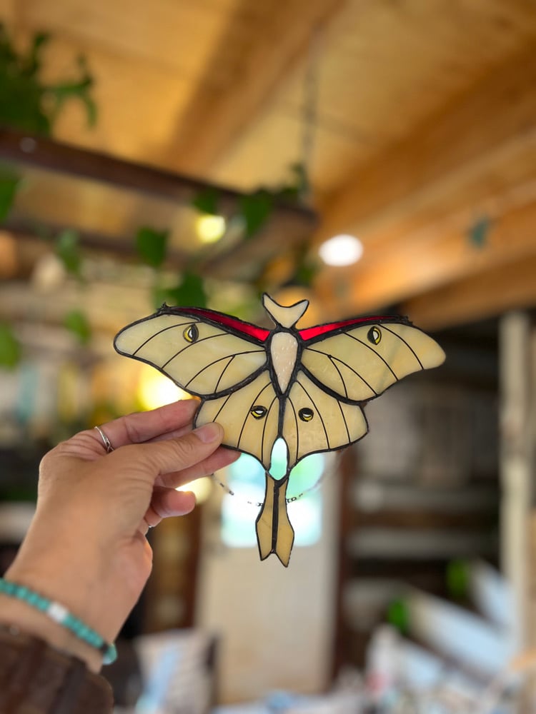 Image of Luna Moth 