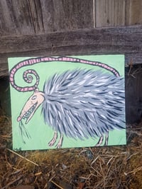 Image 10 of Possum