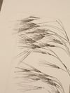 Oat Grass - Original Botanical Monoprint - A4