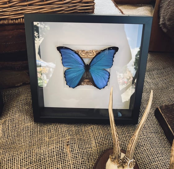 Image of Ornate Victoriana Framed Blue Morpho Butterfly 🦋 