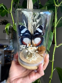 Image 1 of Creamy butterfly dome 