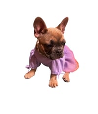 Image 1 of Frenchie 