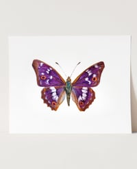 Image 7 of Apatura Ilia Butterfly Watercolor PRINT