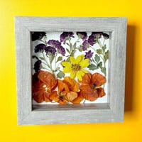 Image 3 of Chrysanthemums, Nasturtiums, and Coreopsis in a 6" X 6" Shadow Box (Item# 202502S)