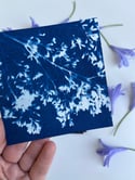 Petals - Mini Framed Cyanotype