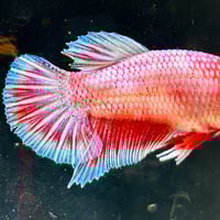Image of Crimson Blue Startail Koi Male HMPK