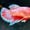 Image of Crimson Blue Startail Koi Male HMPK