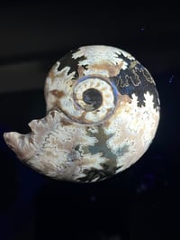 Image 1 of Ammonite Fossil | Madagascar #2994