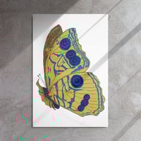Image 2 of Metal print of Butterfly