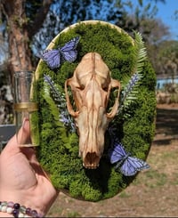 Fox skull Propagation Station