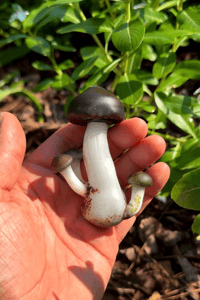 Image 2 of Triple cap mushroom sculpture spoon 