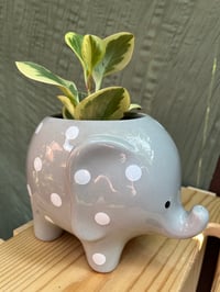 Image 1 of Sweet & Sour Peperomia in Spotted Elephant