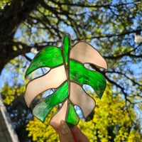 Image 1 of Green Monstera