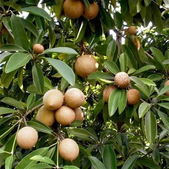 BROWN SHUUGA! Naseberry Fruit Powder (aka Sapodilla-Chickoo-Sapota) Parasites-Fever-Bones-IBS