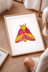 Image 1 of Rosy Maple Moth PRINT copy