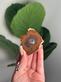 RAINBOW CONDOR AGATE -ARGENTINA- #17