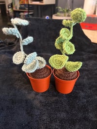 Image 1 of  Xerosicyos