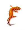High Contrast Tangerine (Tremper) ID# H-19