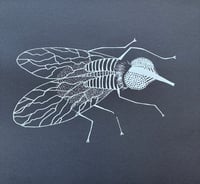 Fly