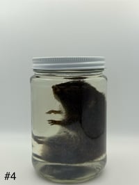 Image 13 of Vole (Microtus pennsylvanicus) Wet Specimen