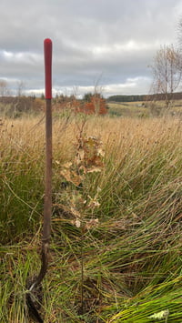 Image 3 of Plant a Tree