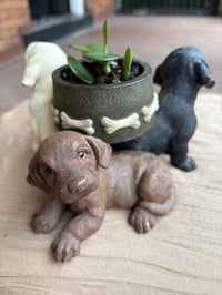 Image 3 of Jade Plant in Yellow, Chocolate, Black Lab Pot