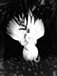 Image 2 of White Wings 
