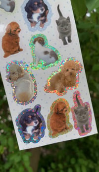 Image 2 of fluffy friends