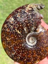 Image 5 of Ammonite Fossil | Madagascar #2921