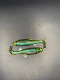 Image 1 of 4” Creek Chub “Space Grass” 