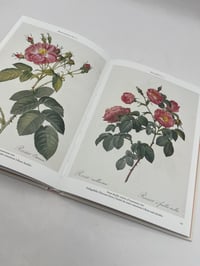 Image 4 of Redouté. Roses