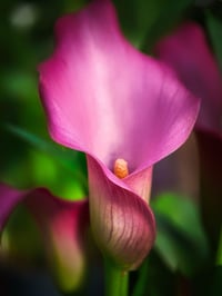 Image 1 of Calla Lily