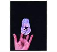 Image 5 of PANSY 