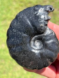 Image 3 of Black Ammonite Fossil With Pyrite | Madagascar #2634