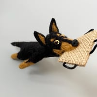 Image 3 of Australian Kelpie “black & tan”