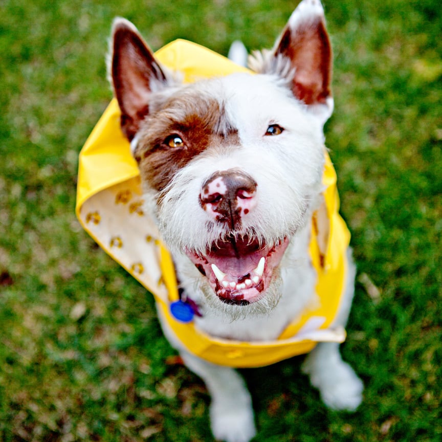 Image of Rainy Day 8 x 10 Print