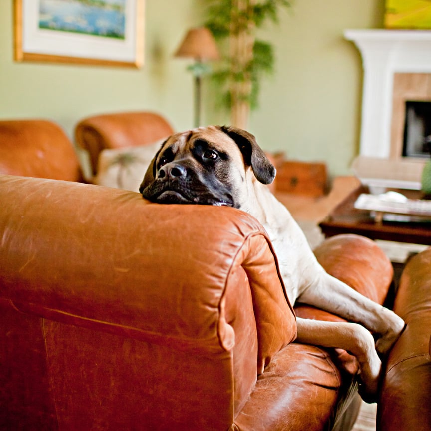 Image of Lazy Sunday 8 x 10 Print