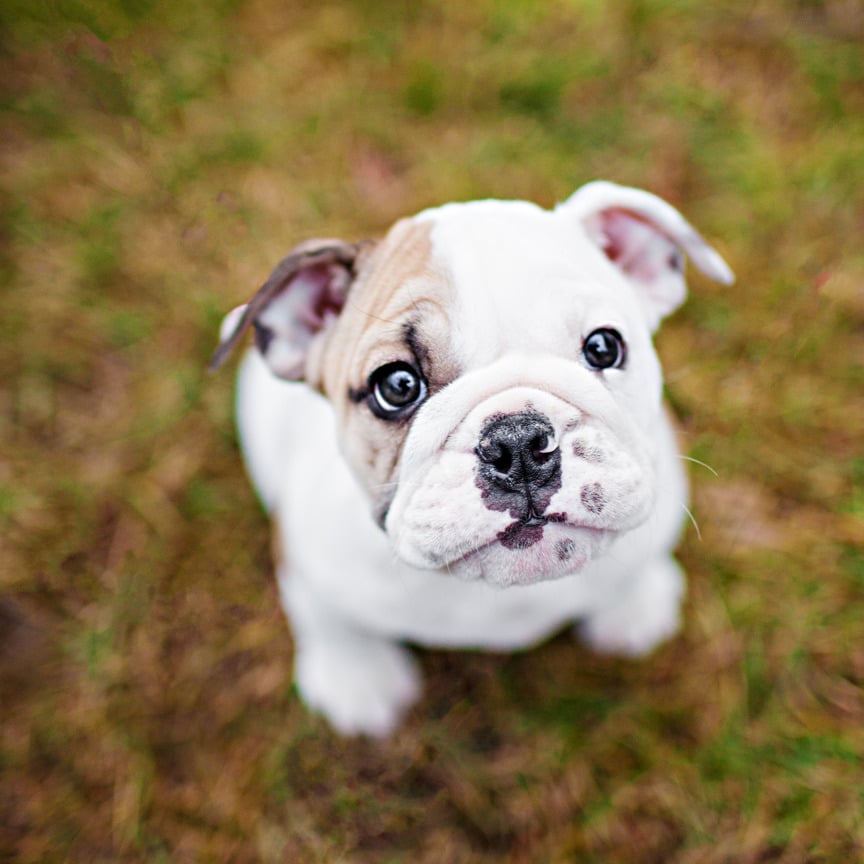 Image of Puppy Dog Eyes 8 x 10 Print