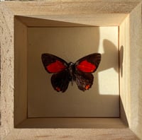 Image 4 of Small Polka Dot Bug Box 