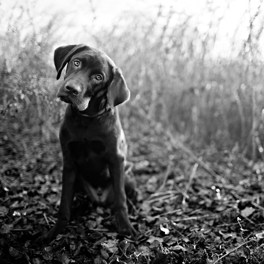 Image of Chocolate & Sunshine 8 x 10 Print