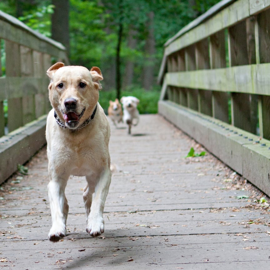 Image of The Chase 8 x 10 Print