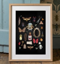 Image 2 of Halloween Witchy Entomology Art Print